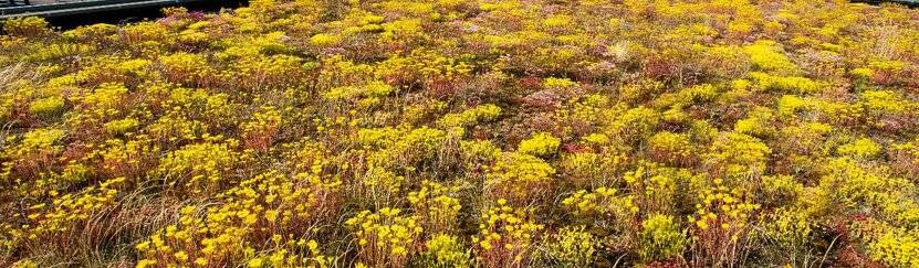 Groen dak met gele en rode bloemen