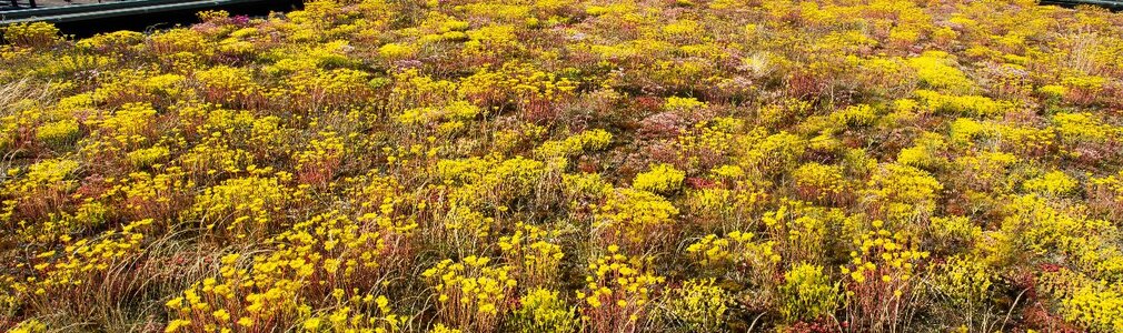 Groen dak met gele en rode bloemen